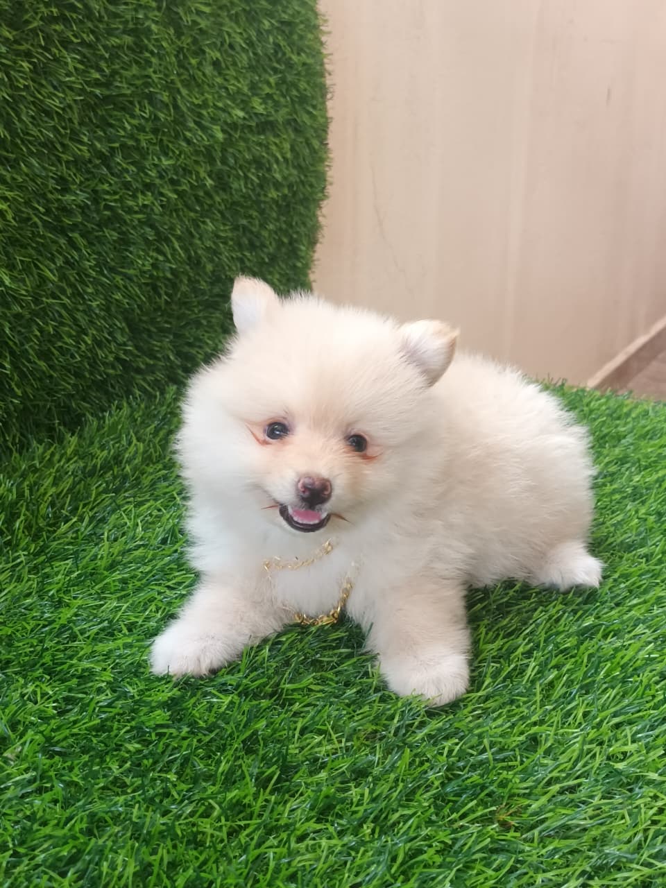 OFERTA CACHORRO POMERANIA MACHO EN SANTO DOMINGO CON SU VACUNAS AL DIA Foto 7300705-1.jpg