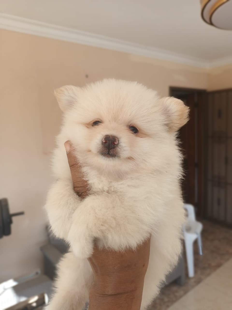 OFERTA CACHORRO POMERANIA MACHO EN SANTO DOMINGO CON SU VACUNAS AL DIA Foto 7300705-2.jpg