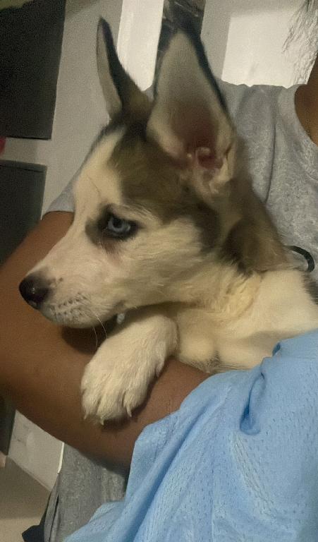 OFERTA CACHORRO HUSKY MACHO EN SANTO DOMINGO Y VACUNA AL DIA Foto 7300873-1.jpg