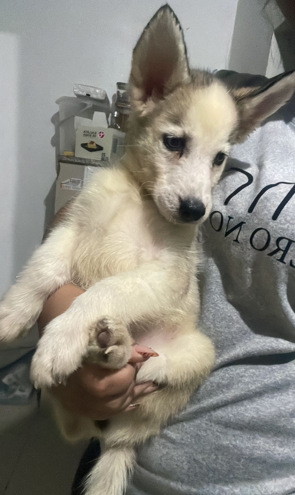 OFERTA CACHORRO HUSKY MACHO EN SANTO DOMINGO Y VACUNA AL DIA Foto 7300873-2.jpg