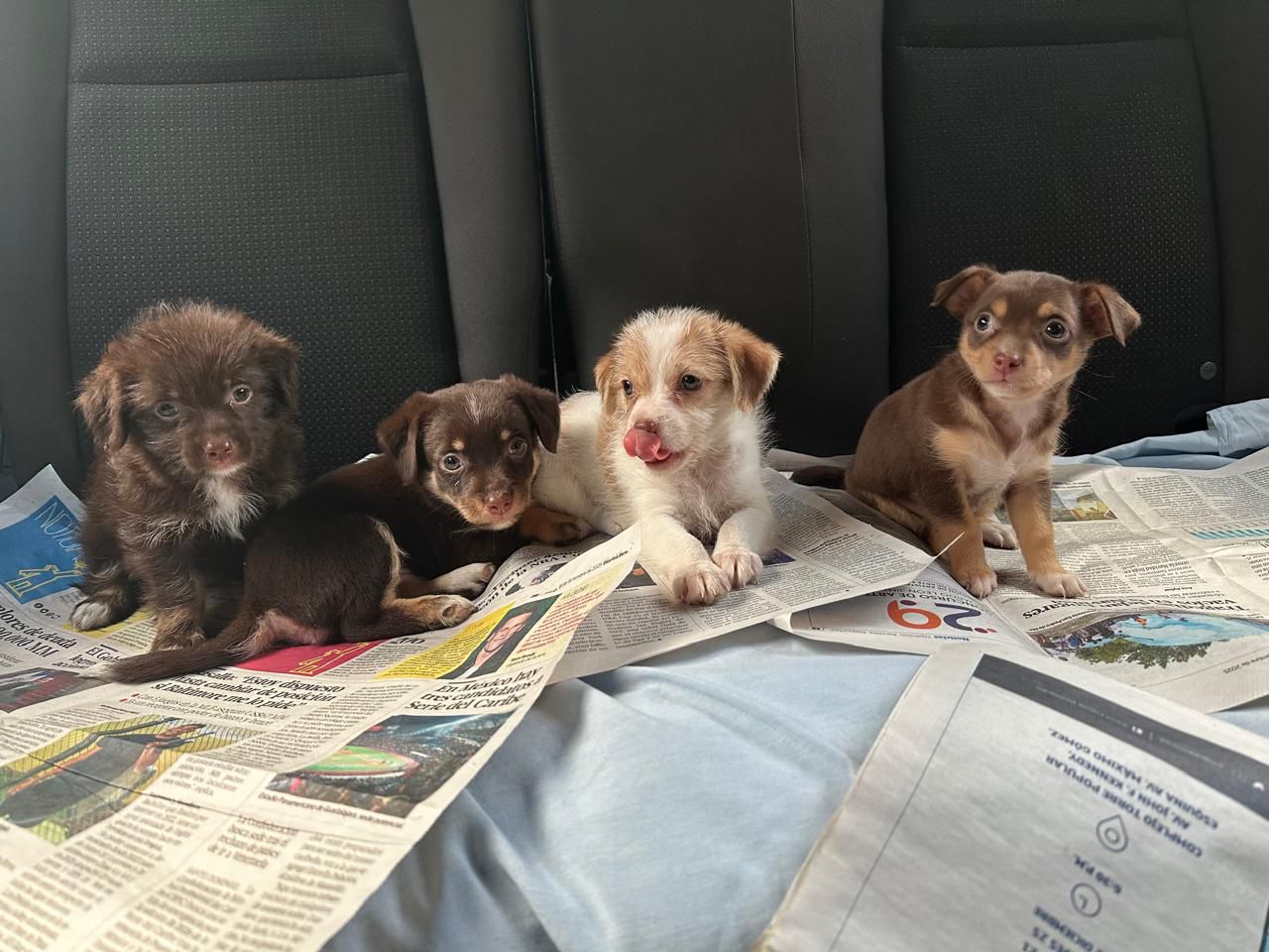 OFERTA CACHORRO CHIHUAHUA AMBOS SEXO EN SANTO DOMINGO CON SU VACUNA AL Foto 7300875-1.jpg