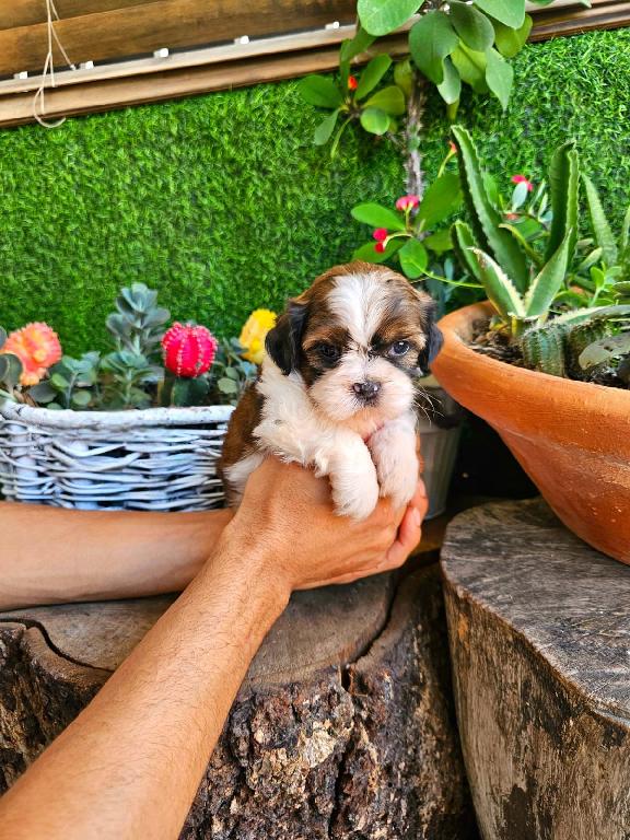 OFERTA CACHORRO SHIH TZU HEMBRA EN SANTO DOMINGO Y VACUNA AL DIA  Foto 7300876-1.jpg