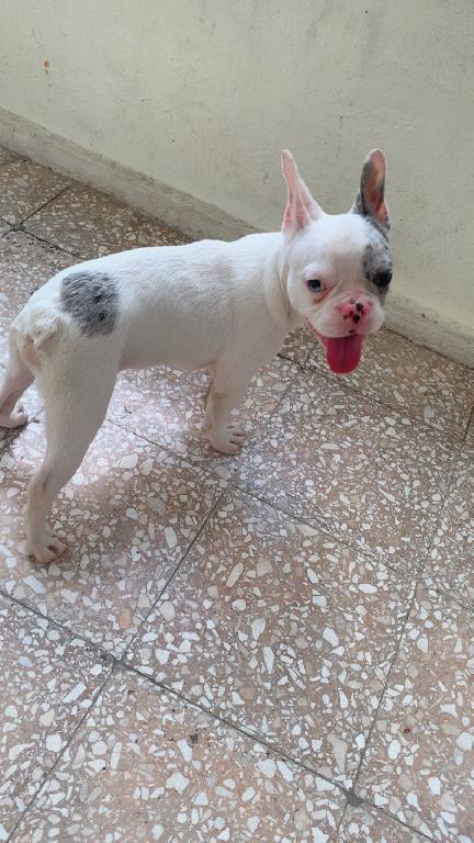OFERTA CACHORRO BULLDOG FRANCES MACHO EN SANTO DOMINGO Y VACUNA AL DIA Foto 7300877-1.jpg