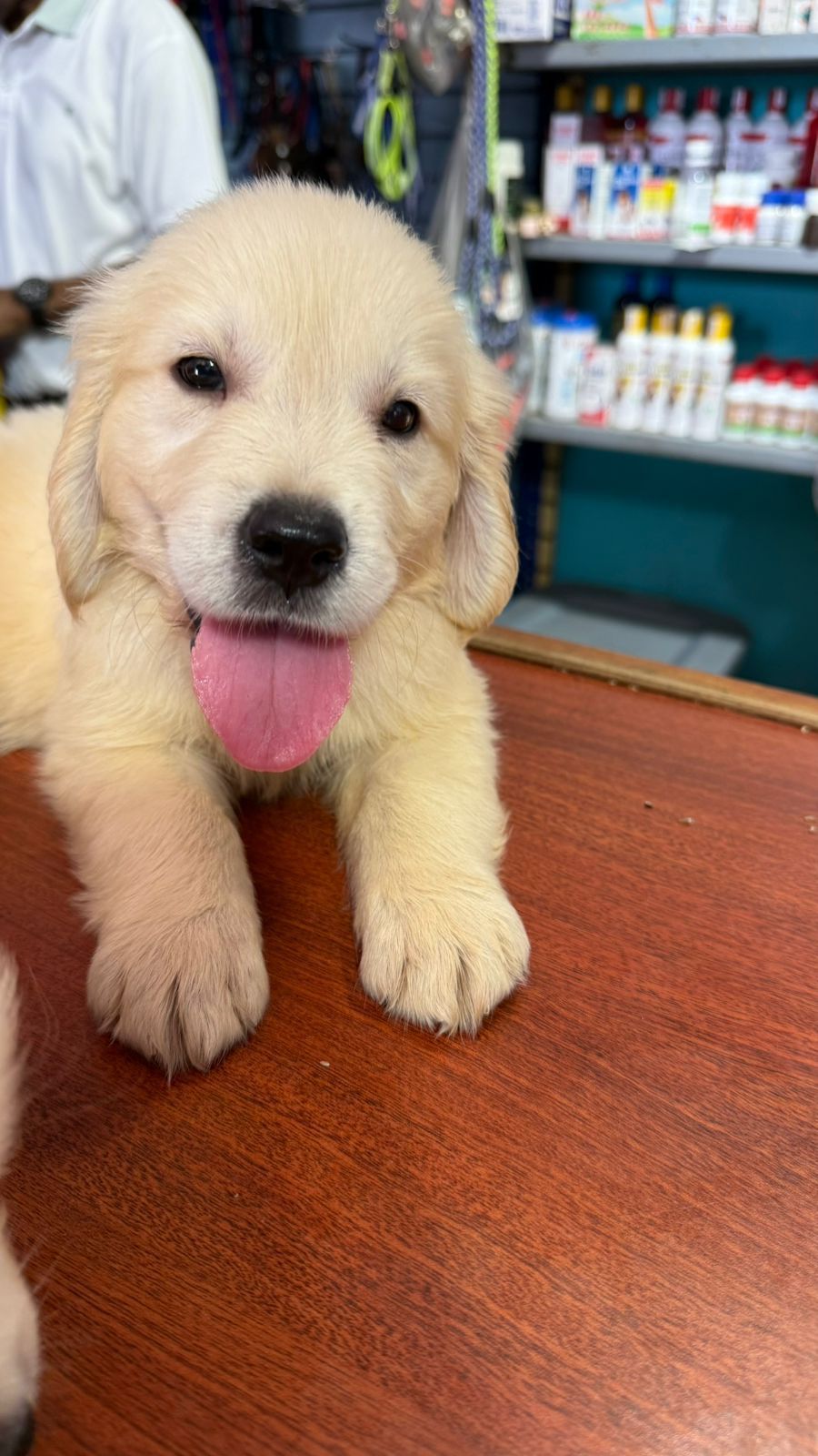 OFERTA CACHORRO GOLDEN RETRIEVER AMBOS SEXO EN SANTO DOMINGO VACUNADO Foto 7300878-2.jpg