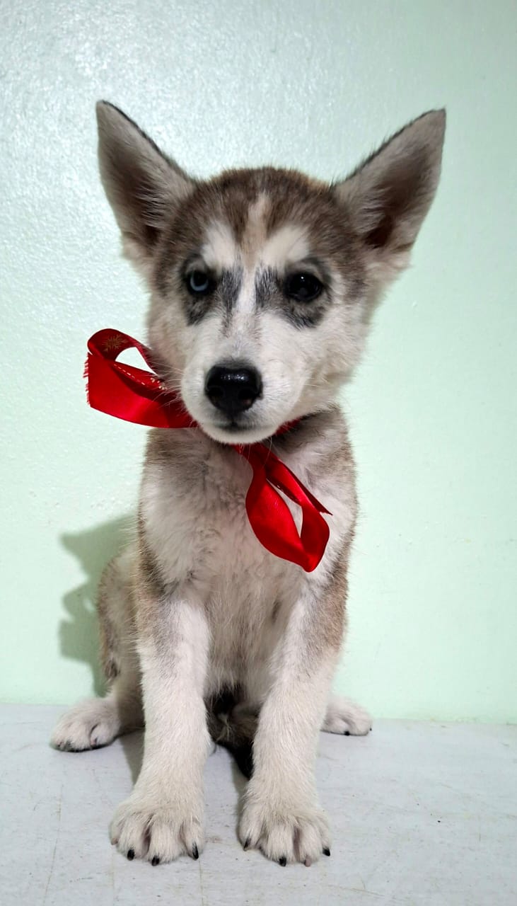 OFERTA CACHORRO HUSKY AMBOS SEXO SANTO DOMINGO Y VACUNADO Foto 7301164-1.jpg