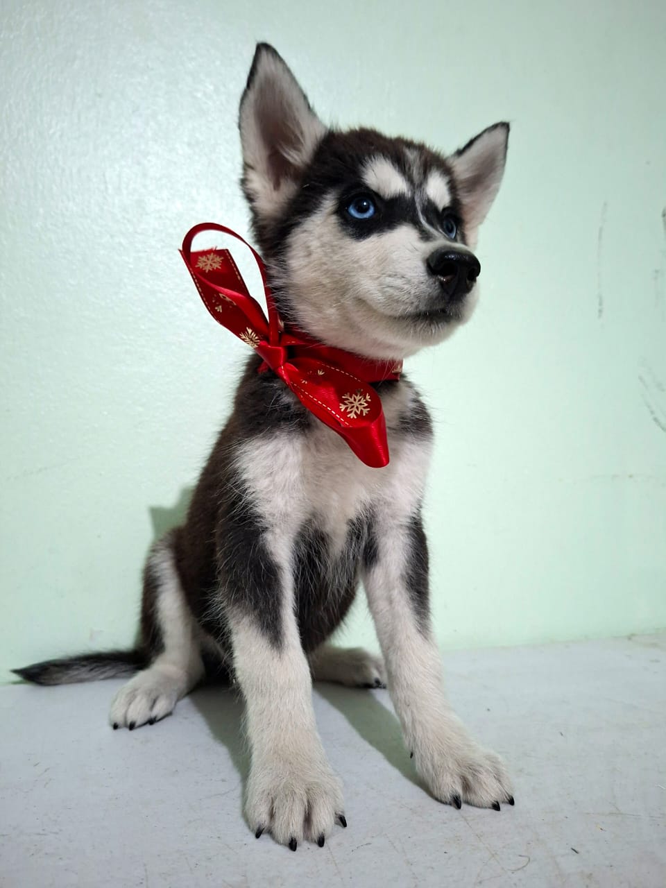 OFERTA CACHORRO HUSKY AMBOS SEXO SANTO DOMINGO Y VACUNADO Foto 7301164-2.jpg