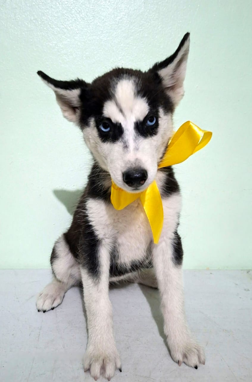 OFERTA CACHORRO HUSKY AMBOS SEXO SANTO DOMINGO Y VACUNADO Foto 7301164-3.jpg