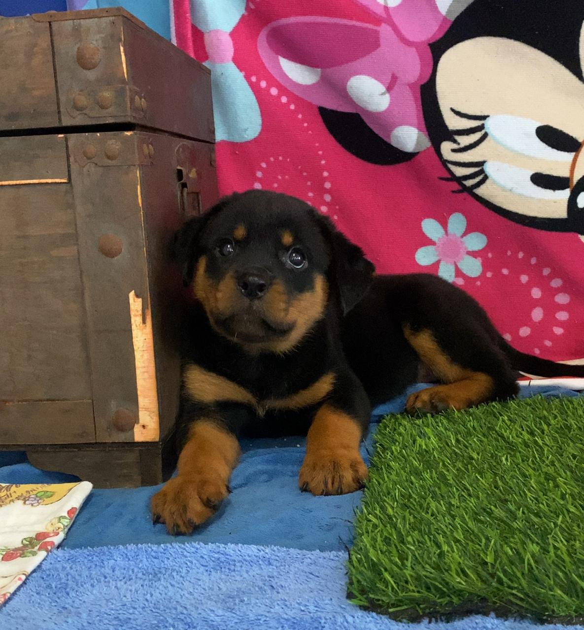 OFERTA CACHORRO ROTTWEILER HEMBRA EN SANTO DOMINGO VACUNADO Foto 7301427-2.jpg