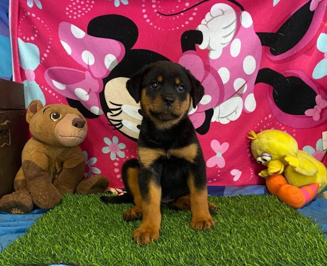 OFERTA CACHORRO ROTTWEILER HEMBRA EN SANTO DOMINGO VACUNADO Foto 7301427-3.jpg