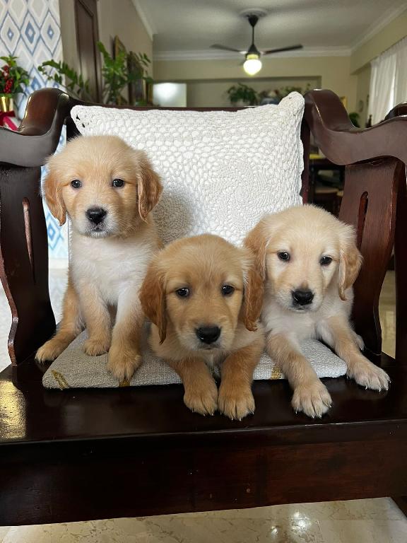OFERTA CACHORRO GOLDEN RETRIEVER MACHO EN SANTO DOMINGO VACUNADO Foto 7301428-1.jpg
