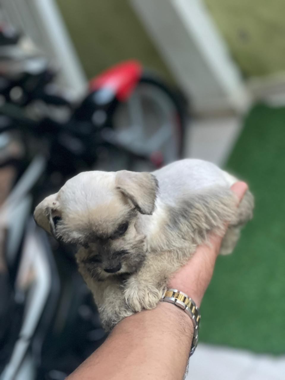 OFERTA CACHORRO SCHNAUZER HEMBR UBICADO EN SANTO DOMINGO Y TIENE SU VA Foto 7301430-2.jpg