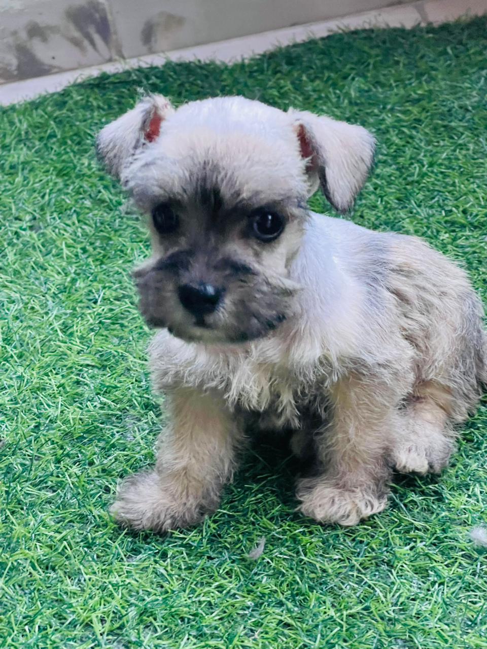 OFERTA CACHORRO SCHNAUZER HEMBR UBICADO EN SANTO DOMINGO Y TIENE SU VA Foto 7301430-3.jpg