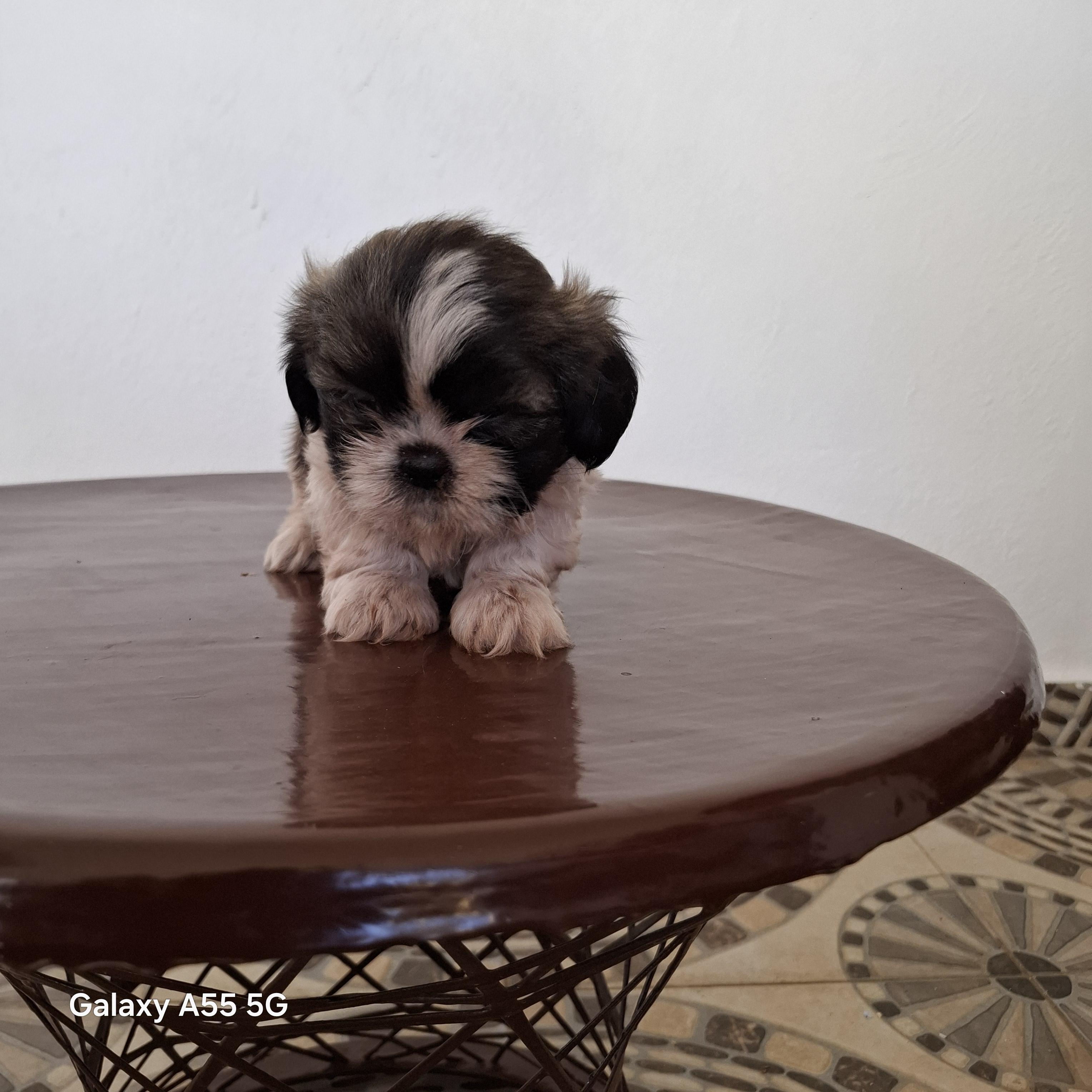 Se vende shitzu  Foto 7301481-3.jpg