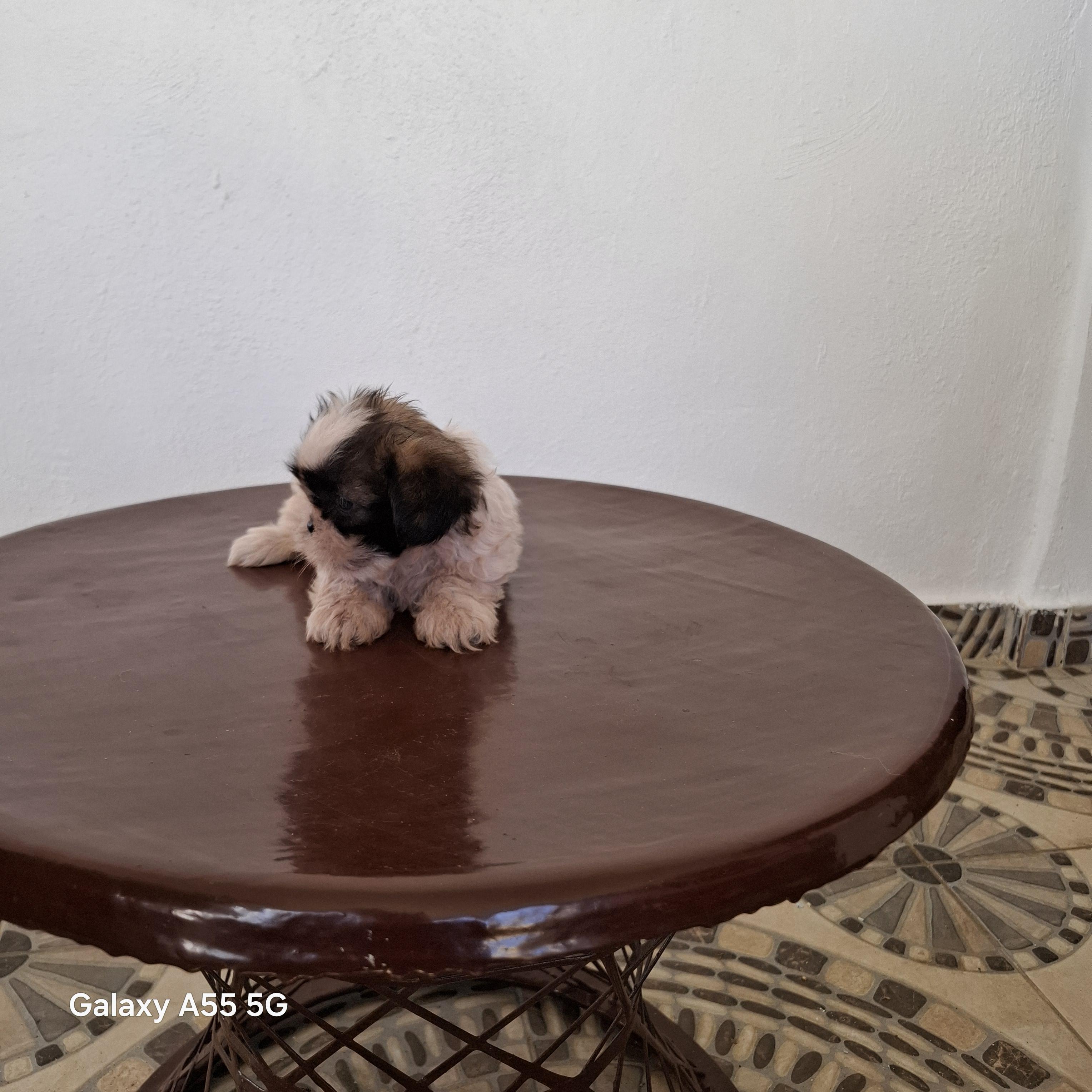 Se vende shitzu  Foto 7301481-4.jpg