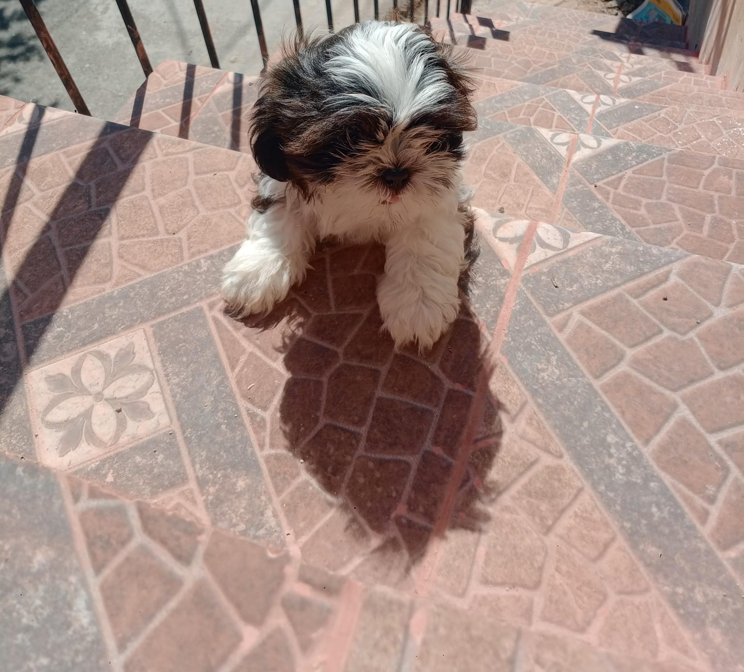 OFERTA CACHORRO SHIH TZU MACHO EN SNATO DOMINGO Y VACUNA AL DIA  Foto 7301723-2.jpg