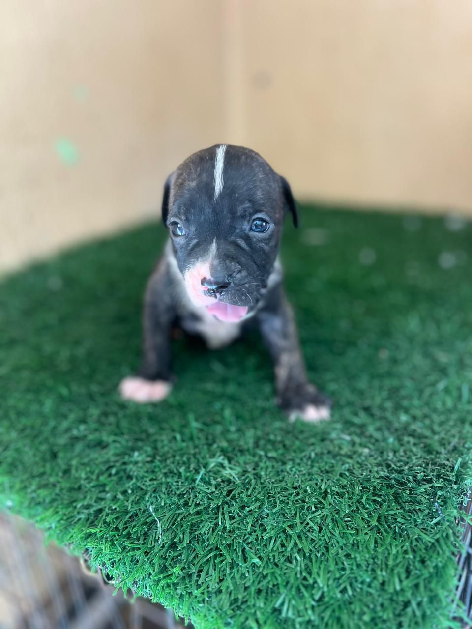 OFERTA CACHORRO PITBULL AMBOS SEXO EN SANTO DOMINGO Y VACUNA Foto 7301724-1.jpg