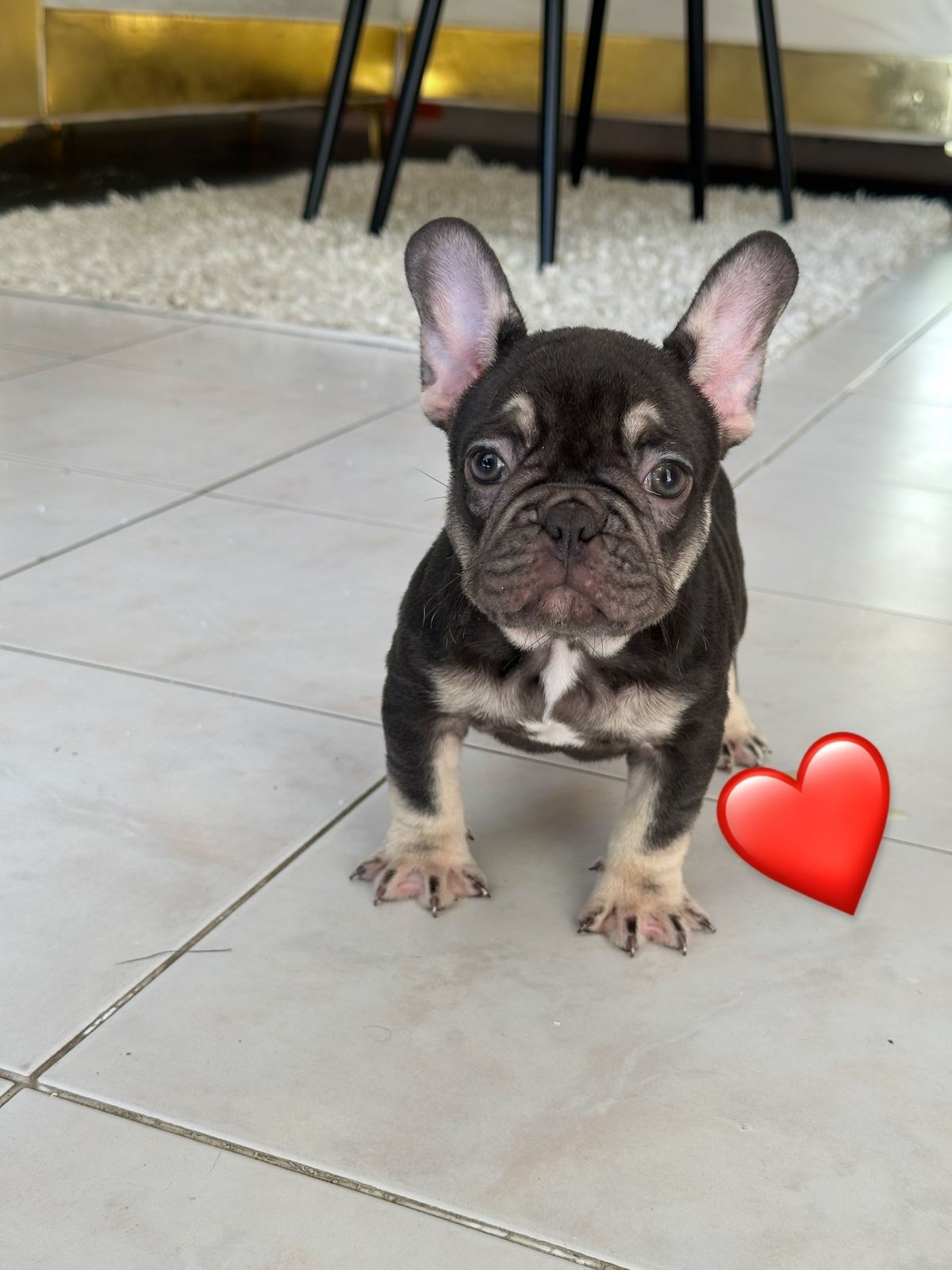 OFERTA CACHORRO BULLDOG FRANCES HEMBRA CON PEDIGRI EN SANTO DOMINGO Y  Foto 7302445-12.jpg