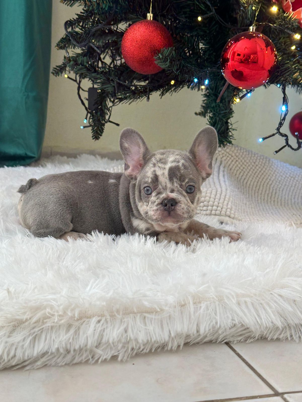 OFERTA CACHORRO BULLDOG FRANCES HEMBRA CON PEDIGRI EN SANTO DOMINGO Y  Foto 7302445-13.jpg