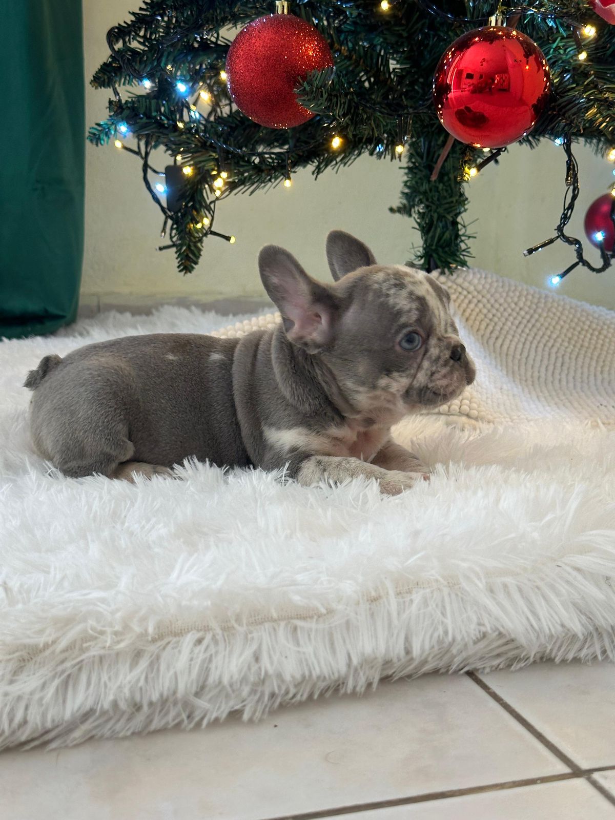 OFERTA CACHORRO BULLDOG FRANCES HEMBRA CON PEDIGRI EN SANTO DOMINGO Y  Foto 7302445-15.jpg