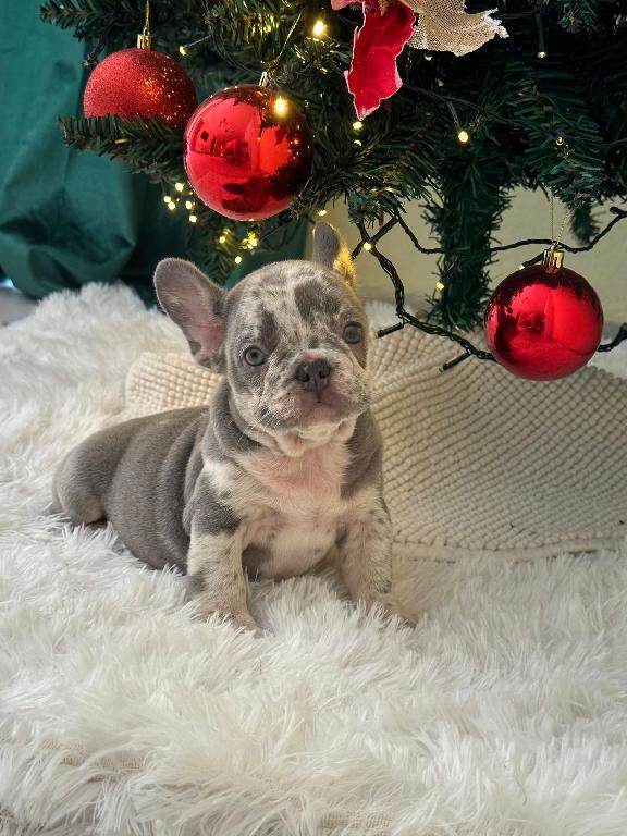 OFERTA CACHORRO BULLDOG FRANCES HEMBRA CON PEDIGRI EN SANTO DOMINGO Y  Foto 7302445-6.jpg