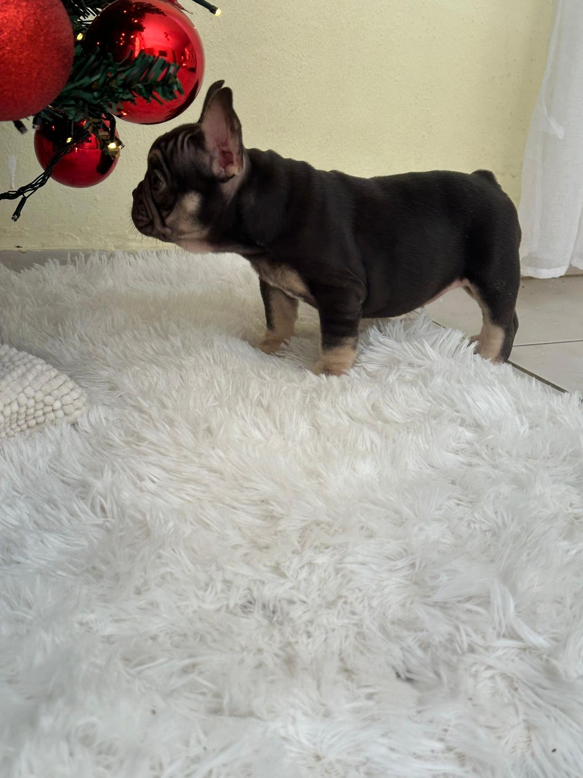 OFERTA CACHORRO BULLDOG FRANCES HEMBRA CON PEDIGRI EN SANTO DOMINGO Y  Foto 7302445-9.jpg