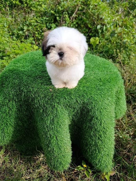 OFERTA CACHORRO SHIH TZU MACHO EN SNATO DOMINGO Y VACUNA AL DIA  Foto 7302446-1.jpg