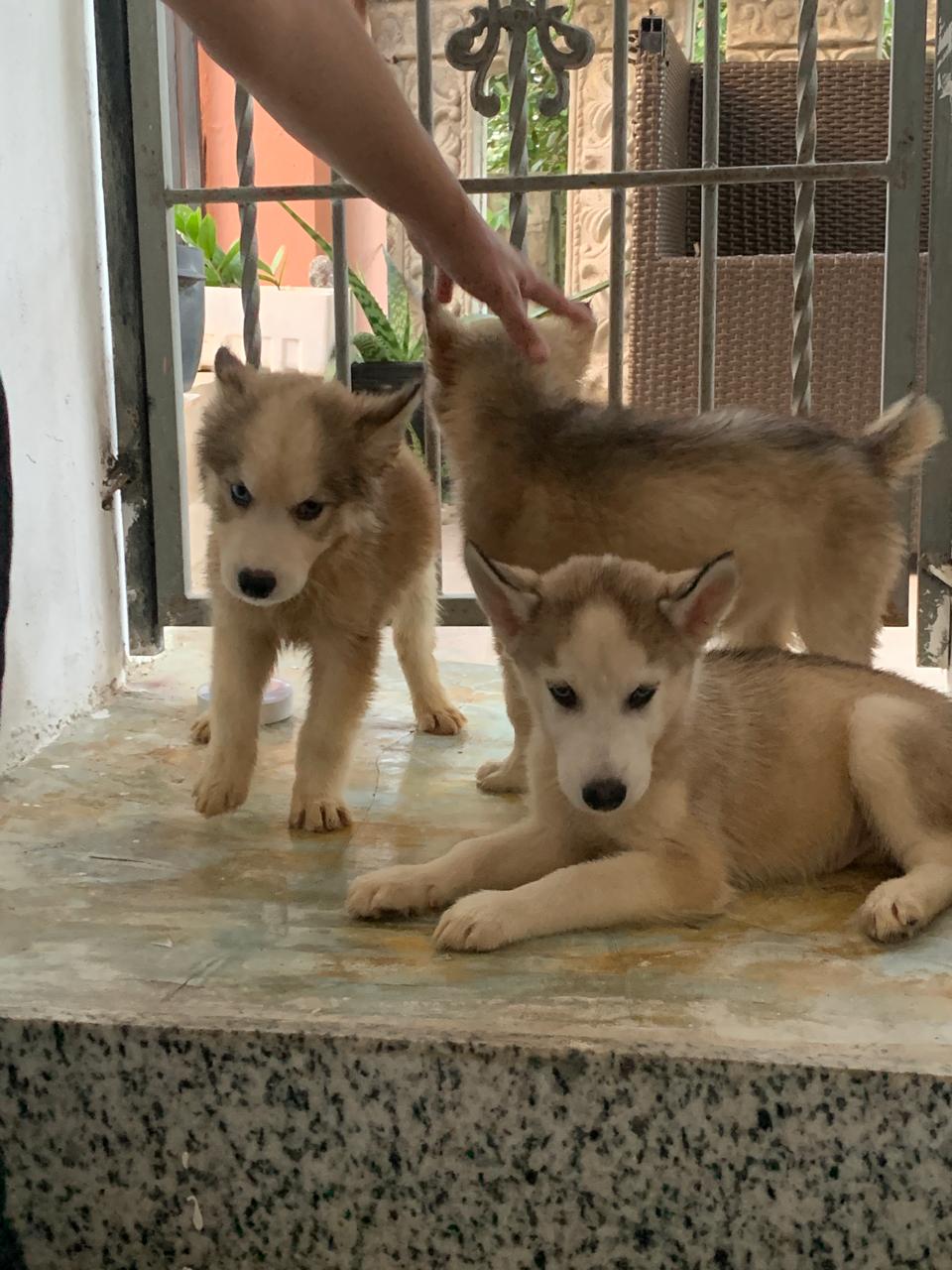 OFERTA CACHORRO HUSKY AMBOS SEXO SANTO DOMINGO Y VACUNADO Foto 7302485-1.jpg