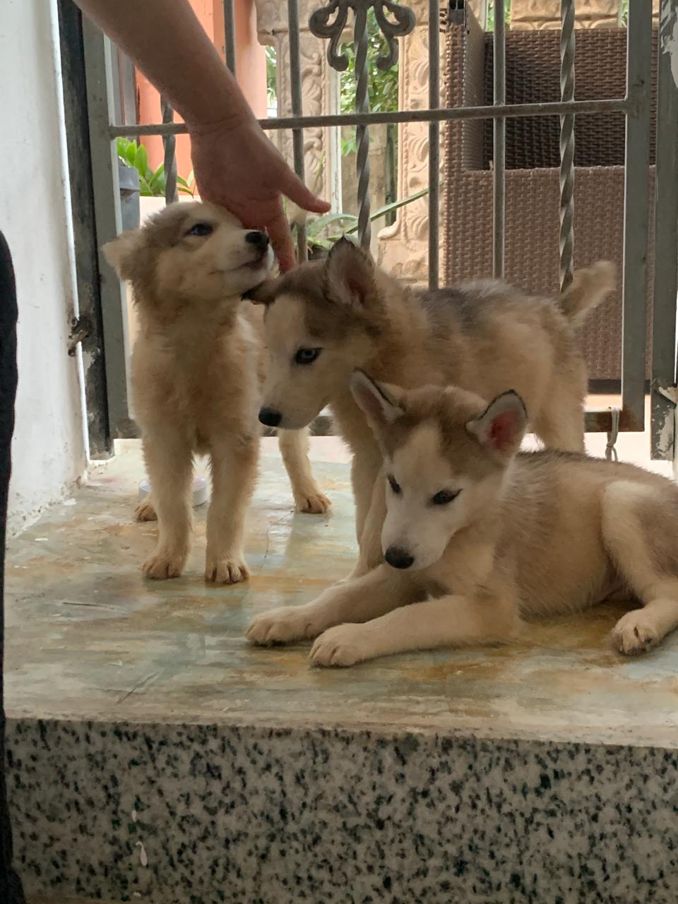 OFERTA CACHORRO HUSKY AMBOS SEXO SANTO DOMINGO Y VACUNADO Foto 7302485-2.jpg
