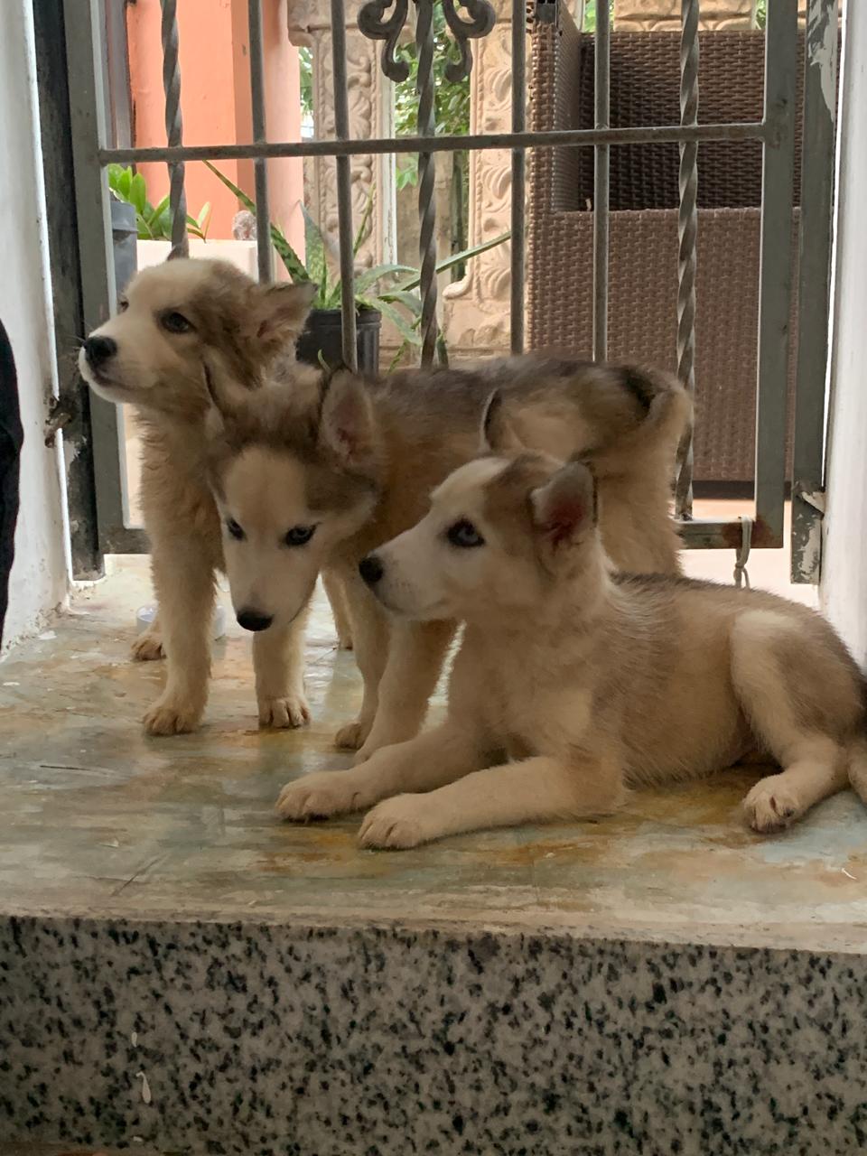 OFERTA CACHORRO HUSKY AMBOS SEXO SANTO DOMINGO Y VACUNADO Foto 7302485-3.jpg