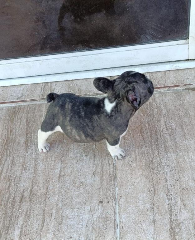 OFERTA CACHORRO BULLDOG FRANCES MACHO EN SANTO DOMINGO Y VACUNA AL DIA Foto 7302486-1.jpg