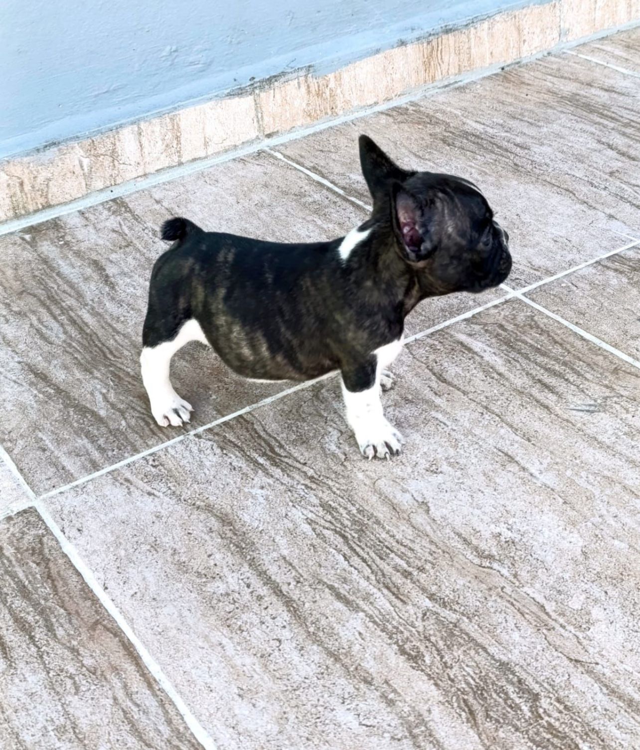 OFERTA CACHORRO BULLDOG FRANCES MACHO EN SANTO DOMINGO Y VACUNA AL DIA Foto 7302486-2.jpg