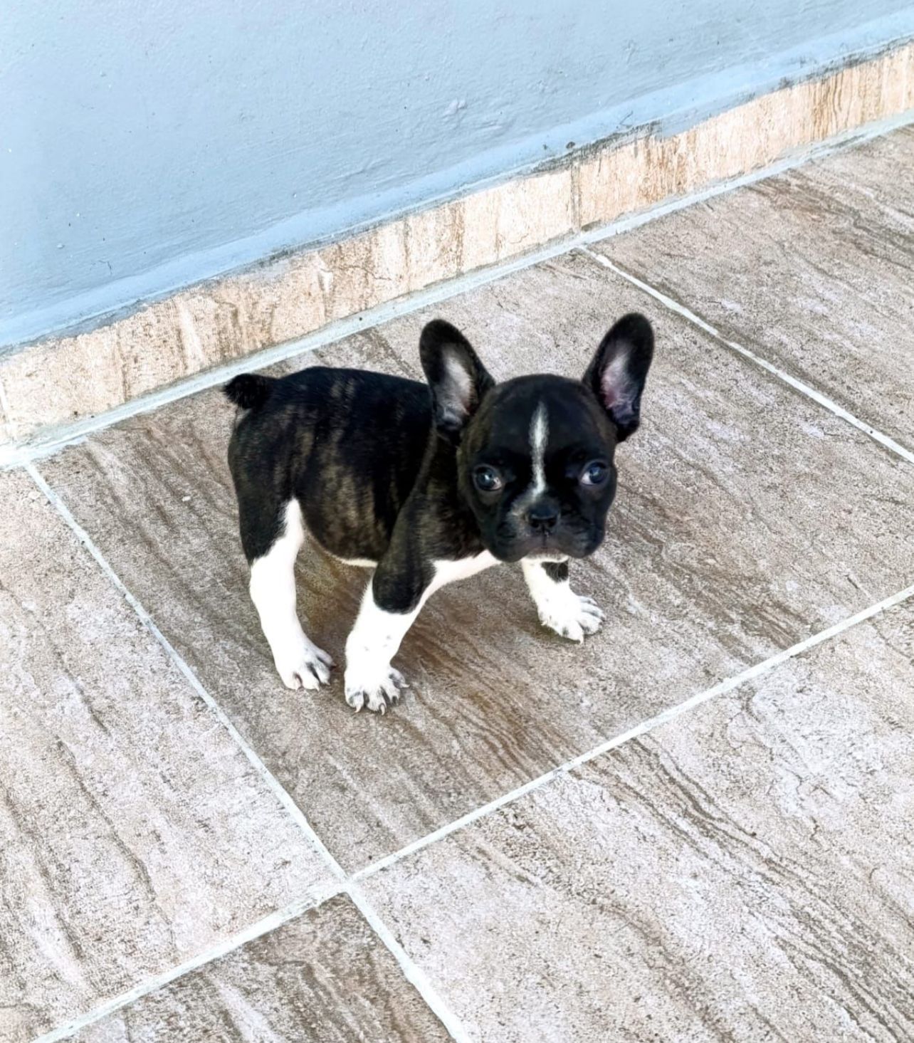 OFERTA CACHORRO BULLDOG FRANCES MACHO EN SANTO DOMINGO Y VACUNA AL DIA Foto 7302486-3.jpg