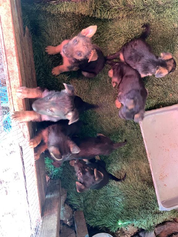 OFERTA CACHORRO PASTOR ALEMAN AMBOS SEXO EN SANTO DOMINGO Y VACUNADO Foto 7302487-1.jpg