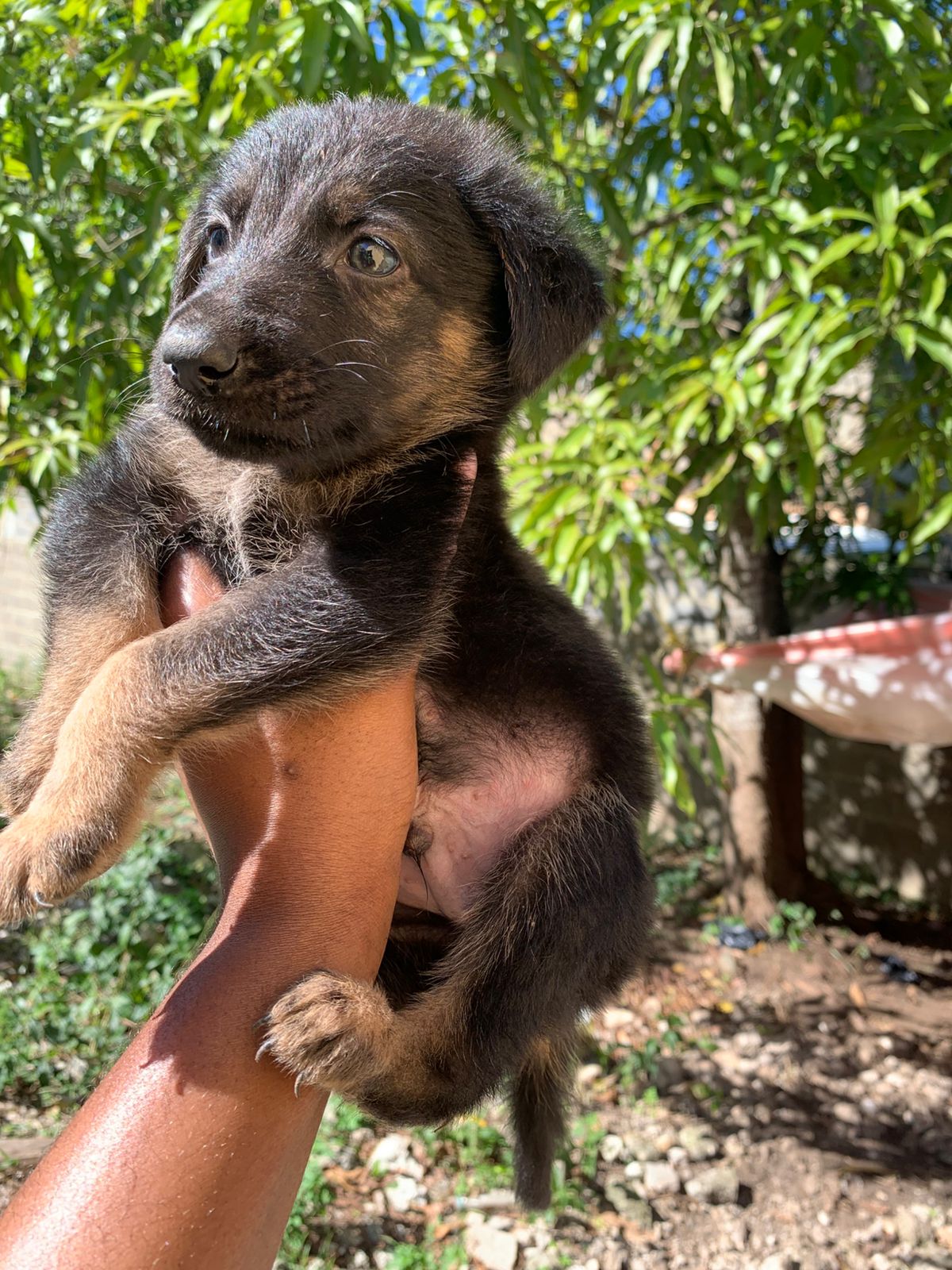 OFERTA CACHORRO PASTOR ALEMAN AMBOS SEXO EN SANTO DOMINGO Y VACUNADO Foto 7302487-2.jpg