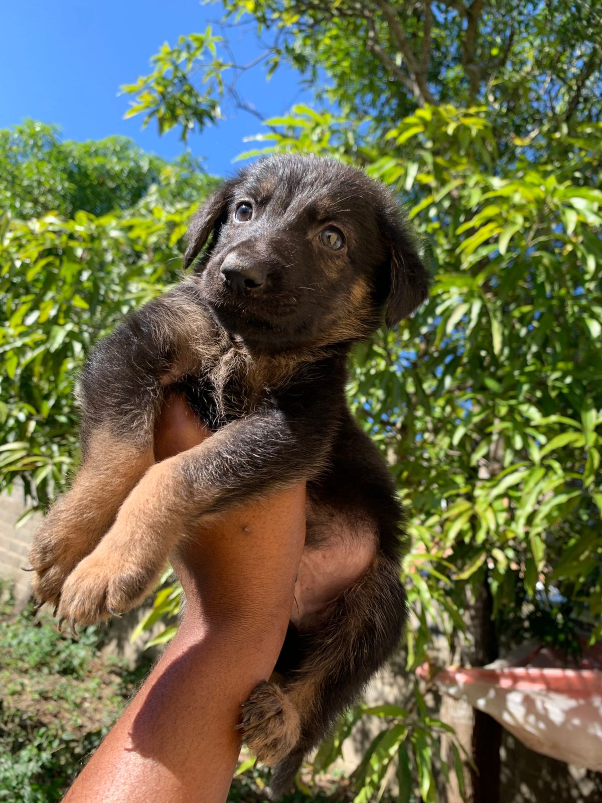 OFERTA CACHORRO PASTOR ALEMAN AMBOS SEXO EN SANTO DOMINGO Y VACUNADO Foto 7302487-3.jpg