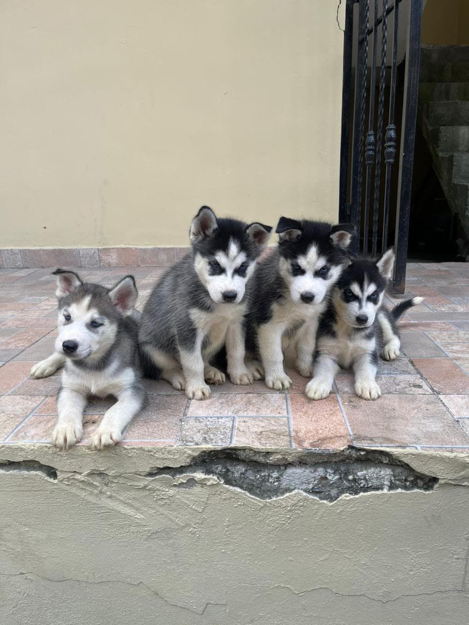 OFERTA CACHORRO PASTOR ALEMAN AMBOS SEXO EN SANTO DOMINGO Y VACUNADO Foto 7302488-1.jpg