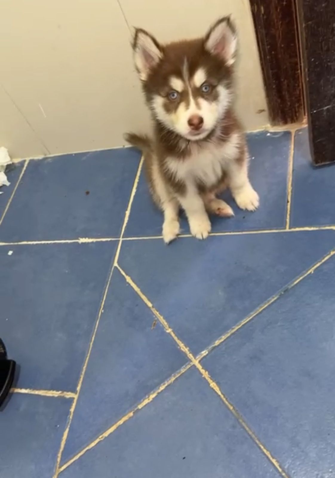 OFERTA CACHORRO HUSKY MACHO SANTO DOMINGO Y VACUNADO Foto 7302489-1.jpg