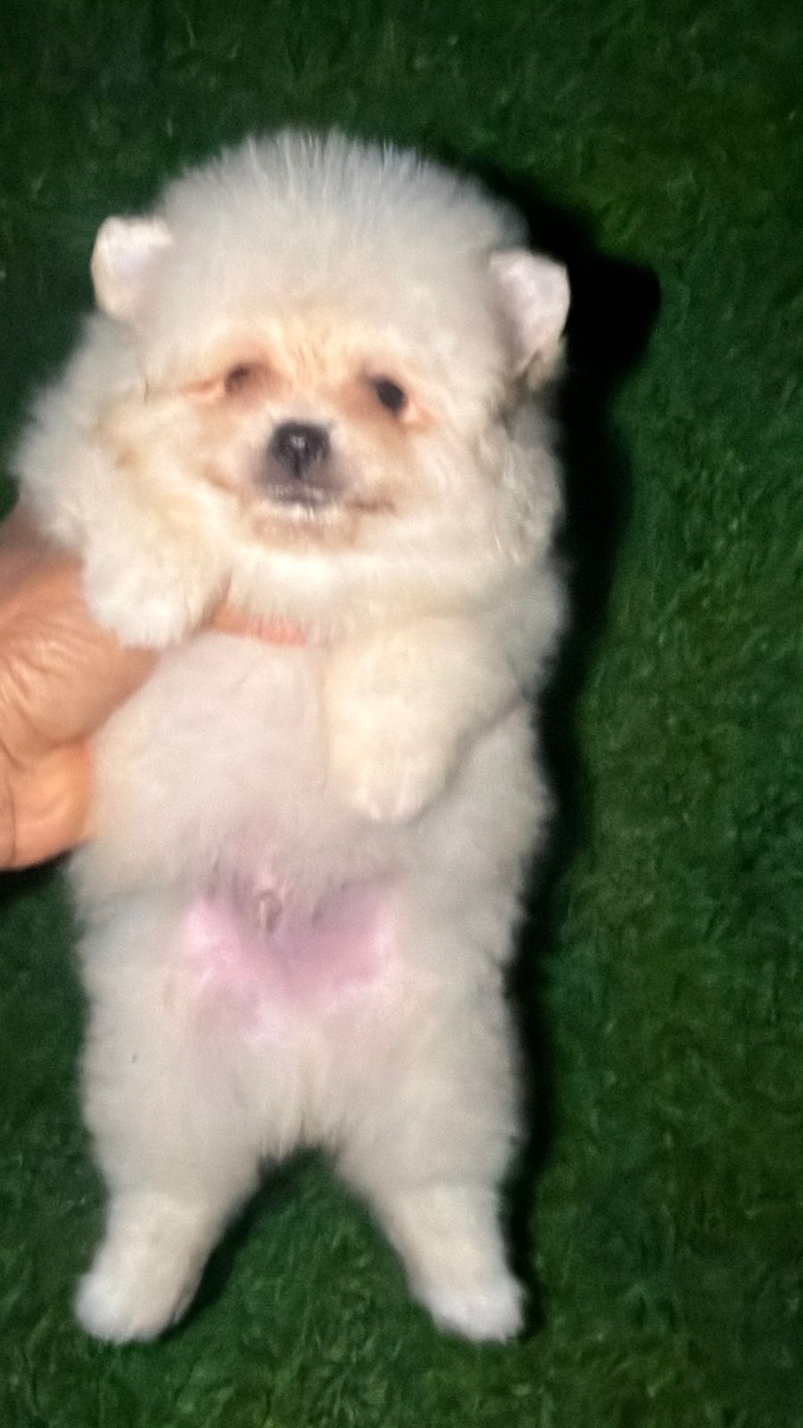 OFERTA CACHORRO POMERANIA HEMBRA EN SANTIAGO Y VACUNA AL DIA Foto 7302491-1.jpg