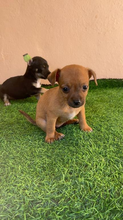 OFERTA CACHORRO CHIHUAHUA HEMBRA EN SANTO DOMINGO VACUNA AL DIA Foto 7302492-1.jpg