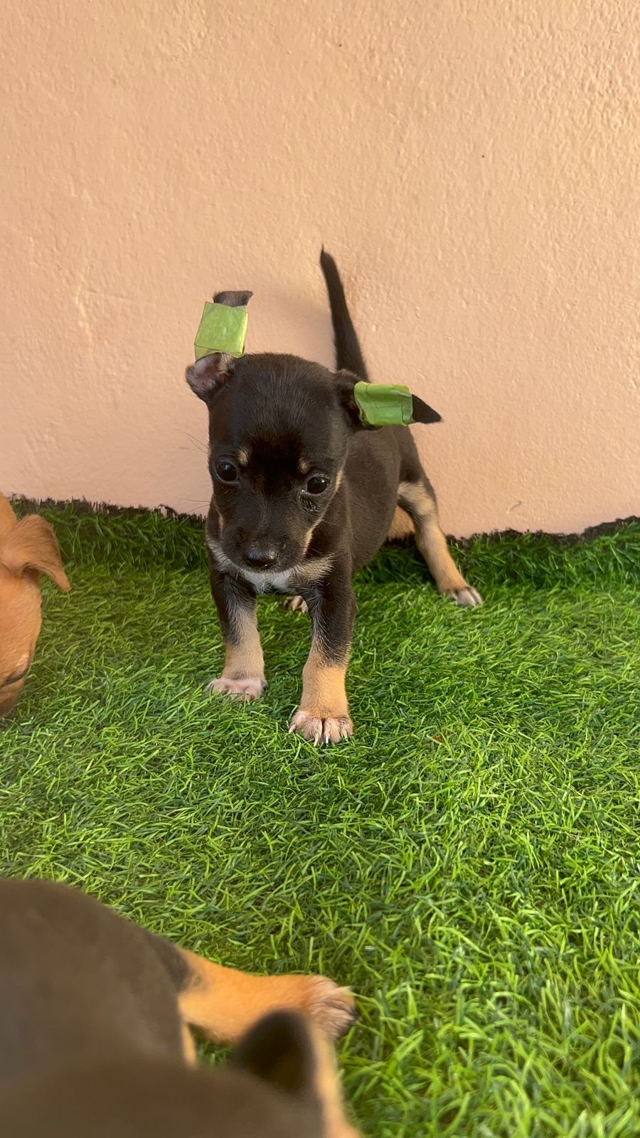 OFERTA CACHORRO CHIHUAHUA HEMBRA EN SANTO DOMINGO VACUNA AL DIA Foto 7302492-2.jpg