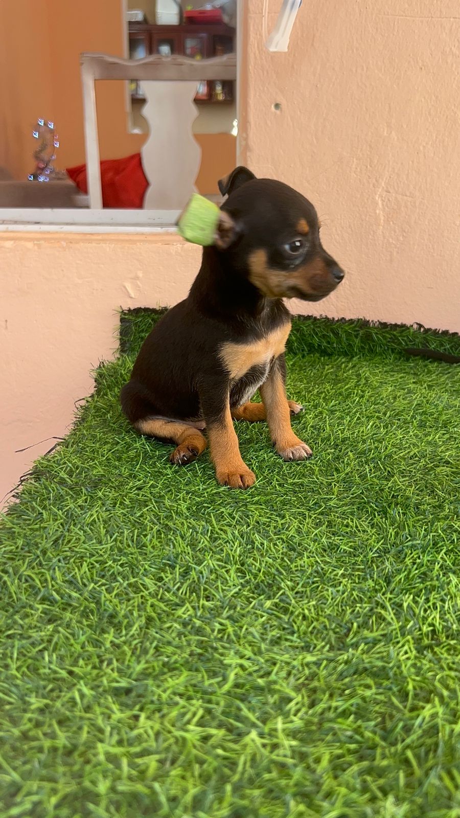 OFERTA CACHORRO CHIHUAHUA HEMBRA EN SANTO DOMINGO VACUNA AL DIA Foto 7302492-3.jpg