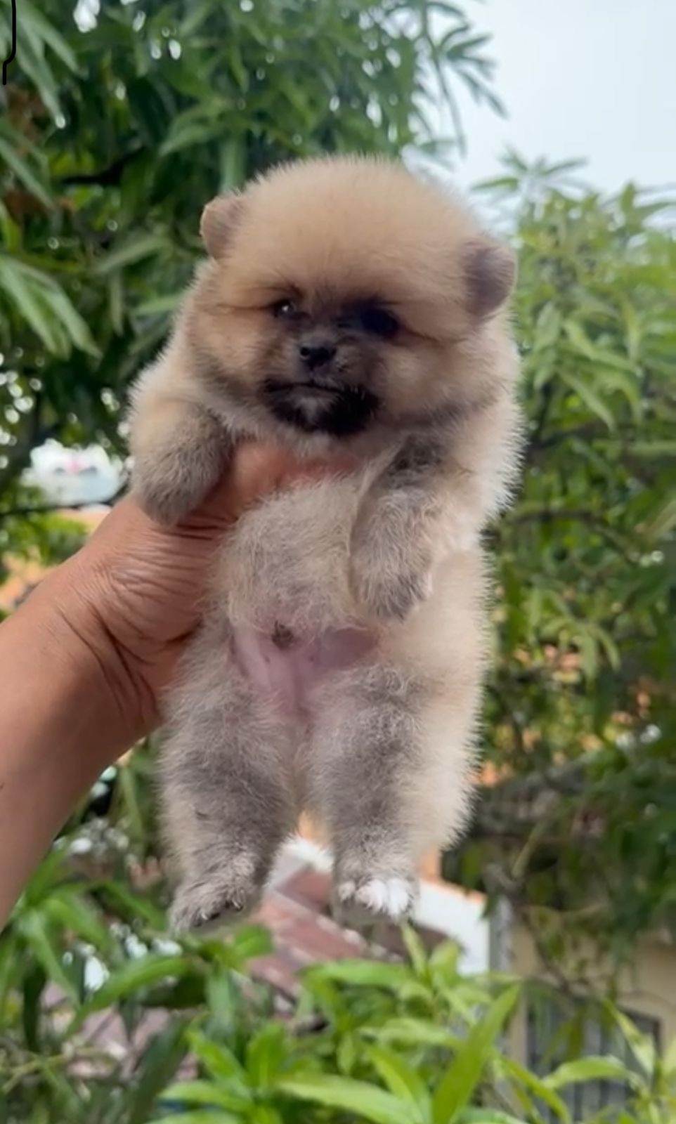 OFERTA CACHORRO POMERANIA CARA DE OSO MACHO EN SANTO DOMINGO VACUNA AL Foto 7302493-1.jpg