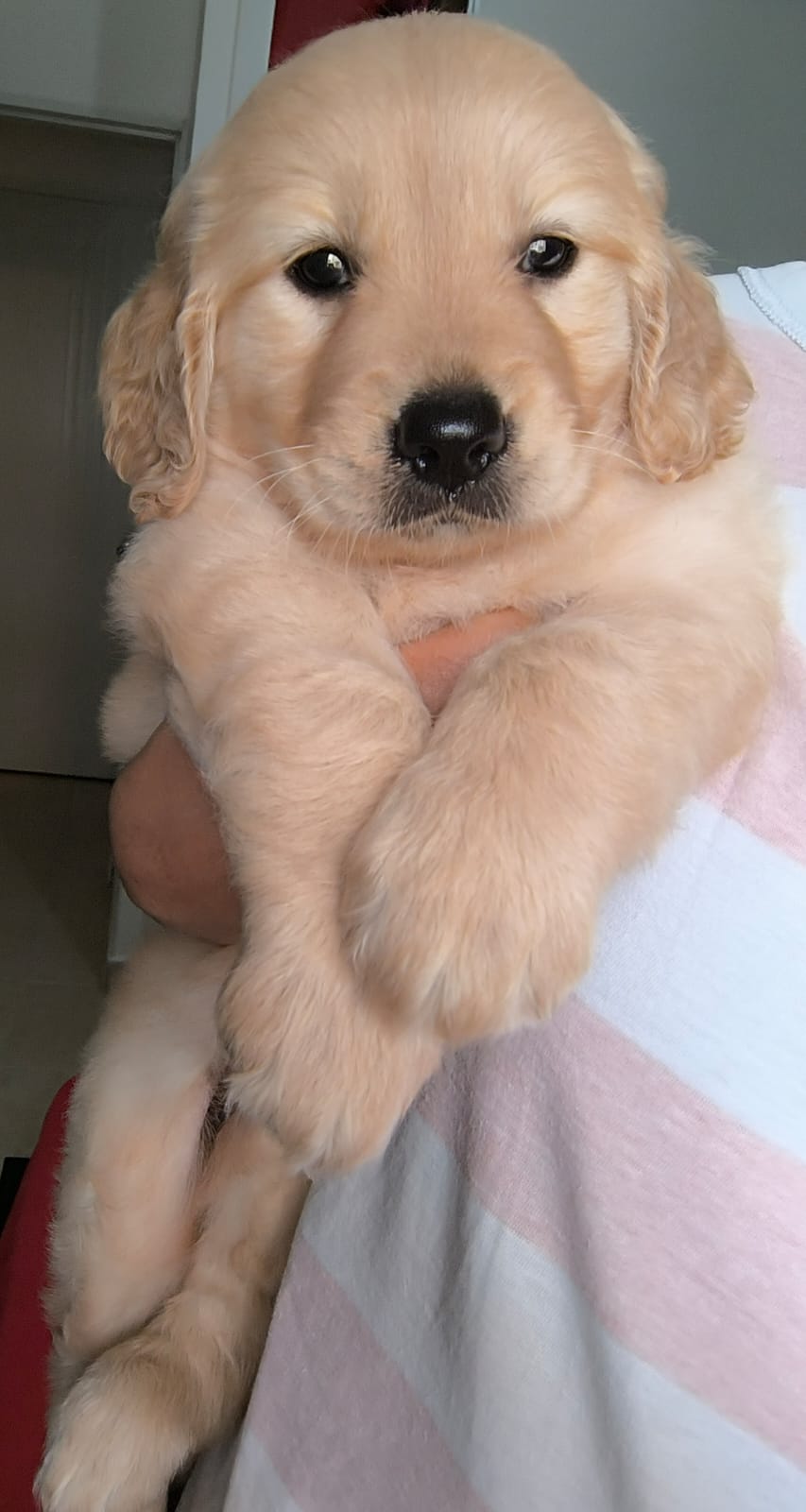 OFERTA CACHORRO GOLDEN RETRIEVER HEMBRA EN SANTO DOMINGO CON SU VACUNA Foto 7302494-1.jpg