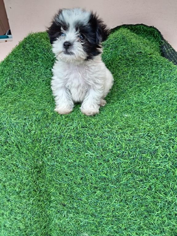 OFERTA CACHORRO SHIPOO HEMBRA EN SANTO DOMINGO Y VACUNADO Foto 7302495-1.jpg