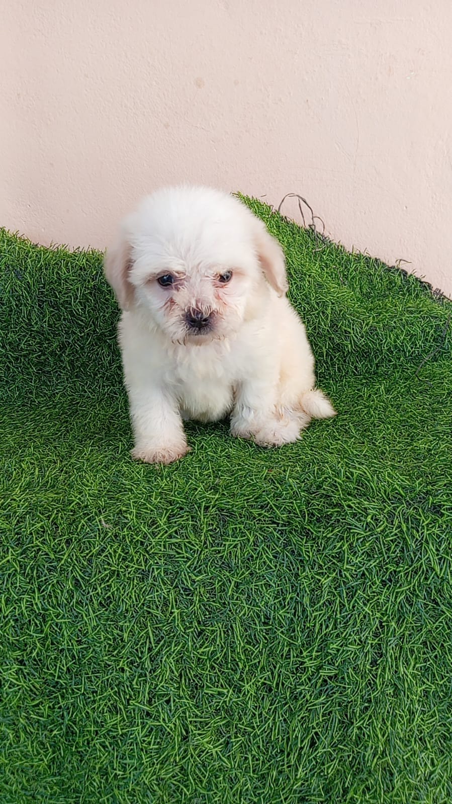 OFERTA CACHORRO SHIPOO HEMBRA EN SANTO DOMINGO Y VACUNADO Foto 7302495-2.jpg