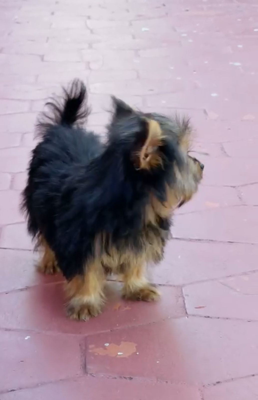 OFERTA CACHORRO YORKIE HEMBRA EN SANTO DOMINGO Y VACUNADA Foto 7302496-1.jpg