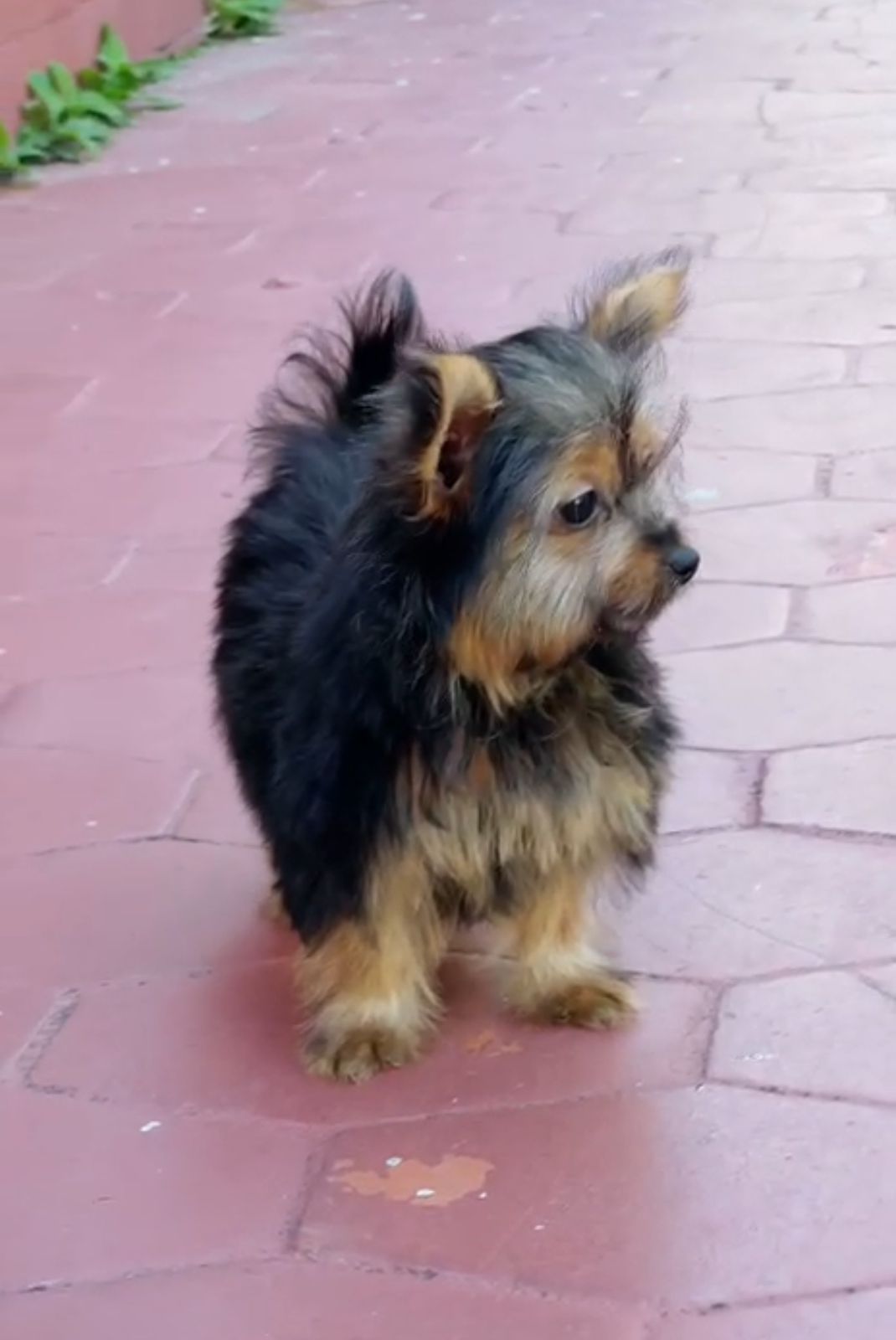 OFERTA CACHORRO YORKIE HEMBRA EN SANTO DOMINGO Y VACUNADA Foto 7302496-2.jpg