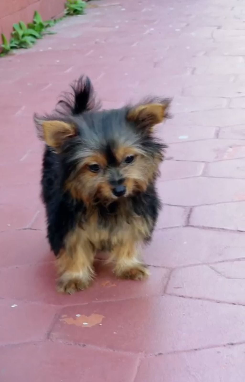 OFERTA CACHORRO YORKIE HEMBRA EN SANTO DOMINGO Y VACUNADA Foto 7302496-3.jpg