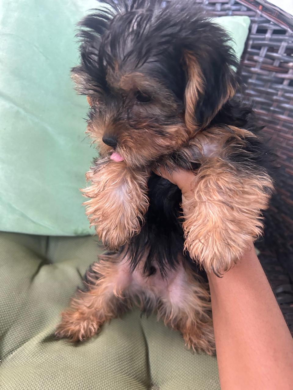 Venta de Yorkie Terrier Mini -Hembra Foto 7302504-1.jpg