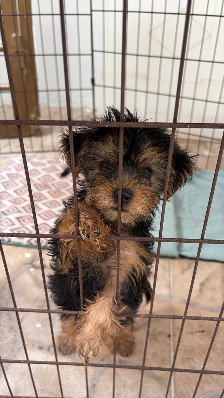 Venta de Yorkie Terrier Mini -Hembra Foto 7302504-3.jpg